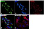 Desmin Antibody in Immunocytochemistry (ICC/IF)