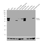 Desmin Antibody