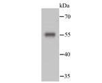 Desmin Antibody in Western Blot (WB)