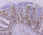 STAT6 Antibody in Flow Cytometry (Flow)