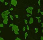 STAT6 Antibody in Immunocytochemistry (ICC/IF)