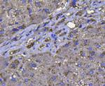 Catalase Antibody in Immunohistochemistry (Paraffin) (IHC (P))