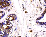 HSP70 Antibody in Immunohistochemistry (Paraffin) (IHC (P))