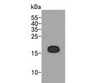 NAT13 Antibody in Western Blot (WB)