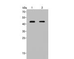 RAD51B Antibody in Western Blot (WB)