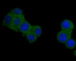 SAPAP1 Antibody in Immunocytochemistry (ICC/IF)