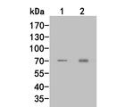 RARS Antibody in Western Blot (WB)