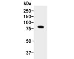 PKP3 Antibody in Western Blot (WB)