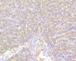 Factor IX Antibody in Immunohistochemistry (Paraffin) (IHC (P))