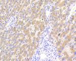 Factor IX Antibody in Immunohistochemistry (Paraffin) (IHC (P))