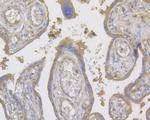 Factor IX Antibody in Immunohistochemistry (Paraffin) (IHC (P))