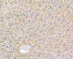 Factor IX Antibody in Immunohistochemistry (Paraffin) (IHC (P))