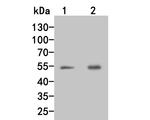 Factor IX Antibody in Western Blot (WB)