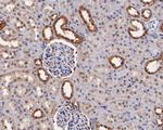 MST1 (STK4) Antibody in Immunohistochemistry (Paraffin) (IHC (P))