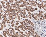 OTC Antibody in Immunohistochemistry (Paraffin) (IHC (P))