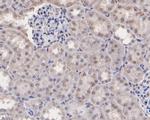 MEOX2 Antibody in Immunohistochemistry (Paraffin) (IHC (P))