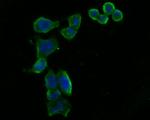 ARF4 Antibody in Immunocytochemistry (ICC/IF)