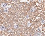 ARF4 Antibody in Immunohistochemistry (Paraffin) (IHC (P))