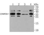 CHMP2A Antibody in Western Blot (WB)