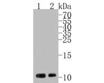 PROK1 Antibody in Western Blot (WB)