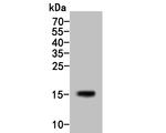 IL-5 Antibody in Western Blot (WB)