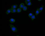 HSD3B1 Antibody in Immunocytochemistry (ICC/IF)
