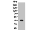 HSD3B1 Antibody in Western Blot (WB)