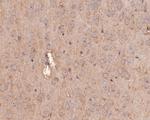 GABRG1 Antibody in Immunohistochemistry (Paraffin) (IHC (P))