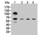 GABRG1 Antibody in Western Blot (WB)