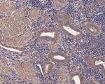 INHBB Antibody in Immunohistochemistry (Paraffin) (IHC (P))