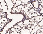 Ly-6C Antibody in Immunohistochemistry (Paraffin) (IHC (P))