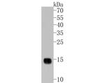 Ly-6C Antibody in Western Blot (WB)