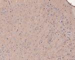 Ly-6C Antibody in Immunohistochemistry (Paraffin) (IHC (P))