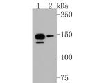PER1 Antibody in Western Blot (WB)