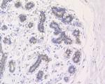 UAP56 Antibody in Immunohistochemistry (Paraffin) (IHC (P))