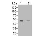 UAP56 Antibody in Western Blot (WB)