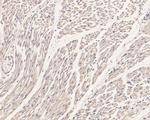 Phospholamban Antibody in Immunohistochemistry (Paraffin) (IHC (P))