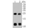 Phospholamban Antibody in Western Blot (WB)