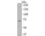 TRIM25 Antibody in Western Blot (WB)