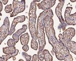 SNX9 Antibody in Immunohistochemistry (Paraffin) (IHC (P))