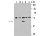 SNX9 Antibody in Western Blot (WB)