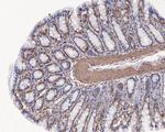 MCRS1 Antibody in Immunohistochemistry (Paraffin) (IHC (P))