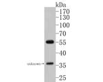 MCRS1 Antibody in Western Blot (WB)