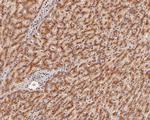 beta Galactosidase Antibody in Immunohistochemistry (Paraffin) (IHC (P))