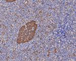 GNAO1 Antibody in Immunohistochemistry (Paraffin) (IHC (P))