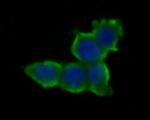 AMH Antibody in Immunocytochemistry (ICC/IF)