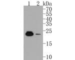 MAD4 Antibody in Western Blot (WB)