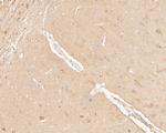 COX5B Antibody in Immunohistochemistry (Paraffin) (IHC (P))