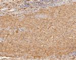 COX5B Antibody in Immunohistochemistry (Paraffin) (IHC (P))