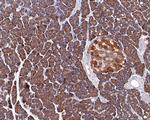 RAB3d Antibody in Immunohistochemistry (Paraffin) (IHC (P))